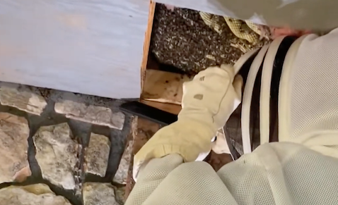Beehive removal